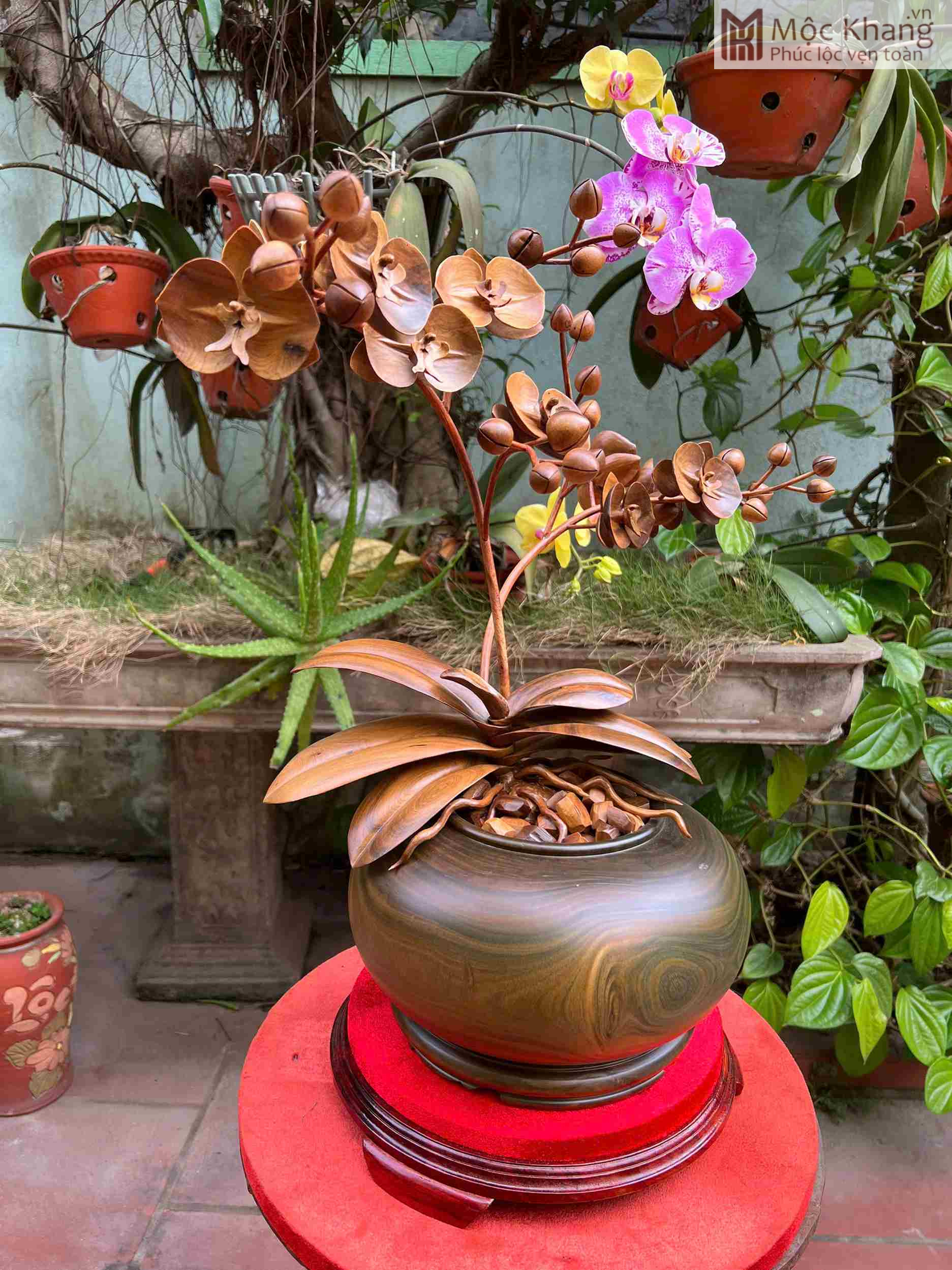 Lan Hồ Điệp Gỗ Bách Xanh Cao 54 (cm) (3)_3 Lan Ho Diep Go Bach Xanh Cao 54 cm 3 3