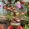 Lan Ho Diep Go Bach Xanh Cao 54 cm 5 5