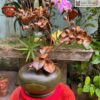 Lan Ho Diep Go Bach Xanh Cao 54 cm 6 6