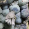 O Rong Aquamarine Ket Tinh Hoa Uu Dam Cao 32 cm 4 4