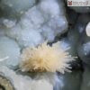 O Rong Aquamarine Ket Tinh Hoa Uu Dam Cao 32 cm 6 6