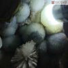 Ổ Rồng Aquamarine Kết Tinh Hoa Ưu Đàm Cao 32 (cm)