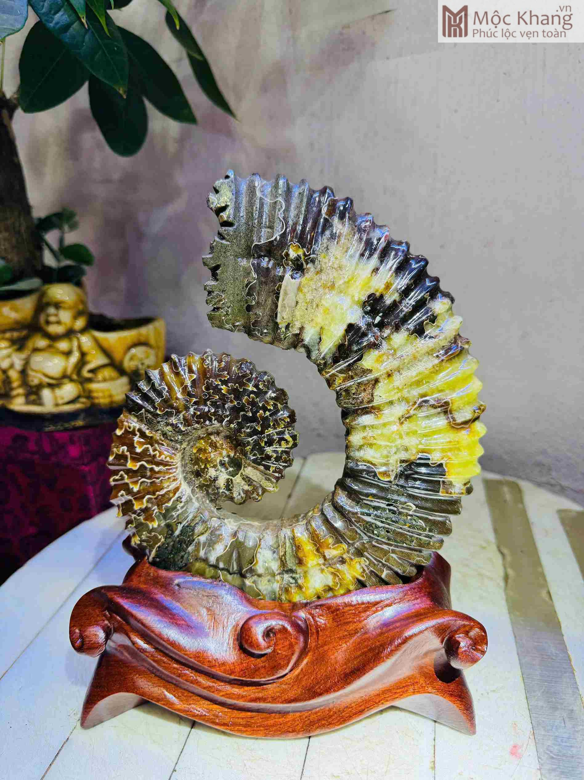 Ốc Anh Vũ Hóa Ngọc Cao 13 (cm) (1)_1 Ốc Anh Vũ Hóa Ngọc Cao 13 (cm)