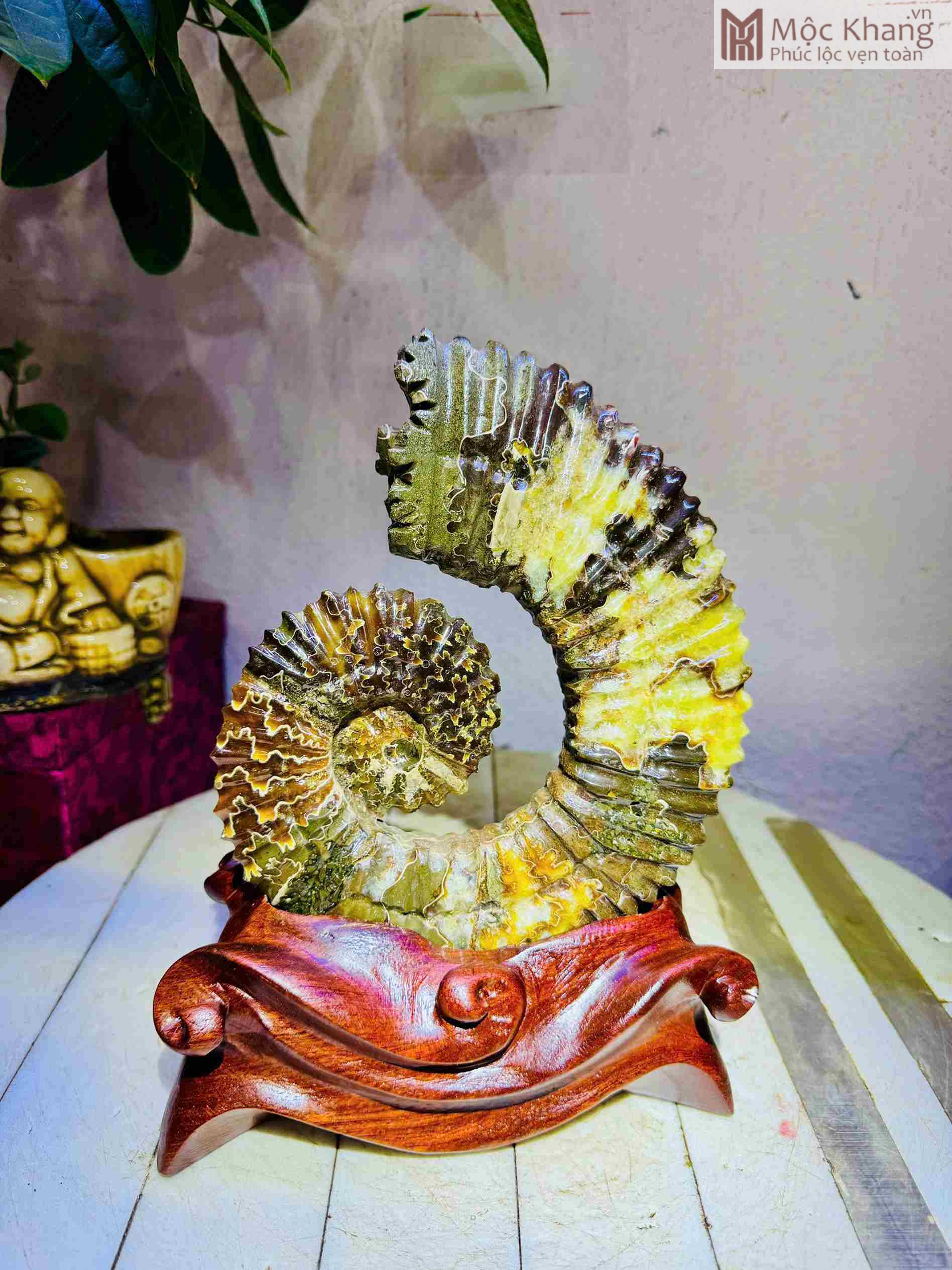 Ốc Anh Vũ Hóa Ngọc Cao 13 (cm) (2)_2 Oc Anh Vu Hoa Ngoc Cao 13 cm 2 2