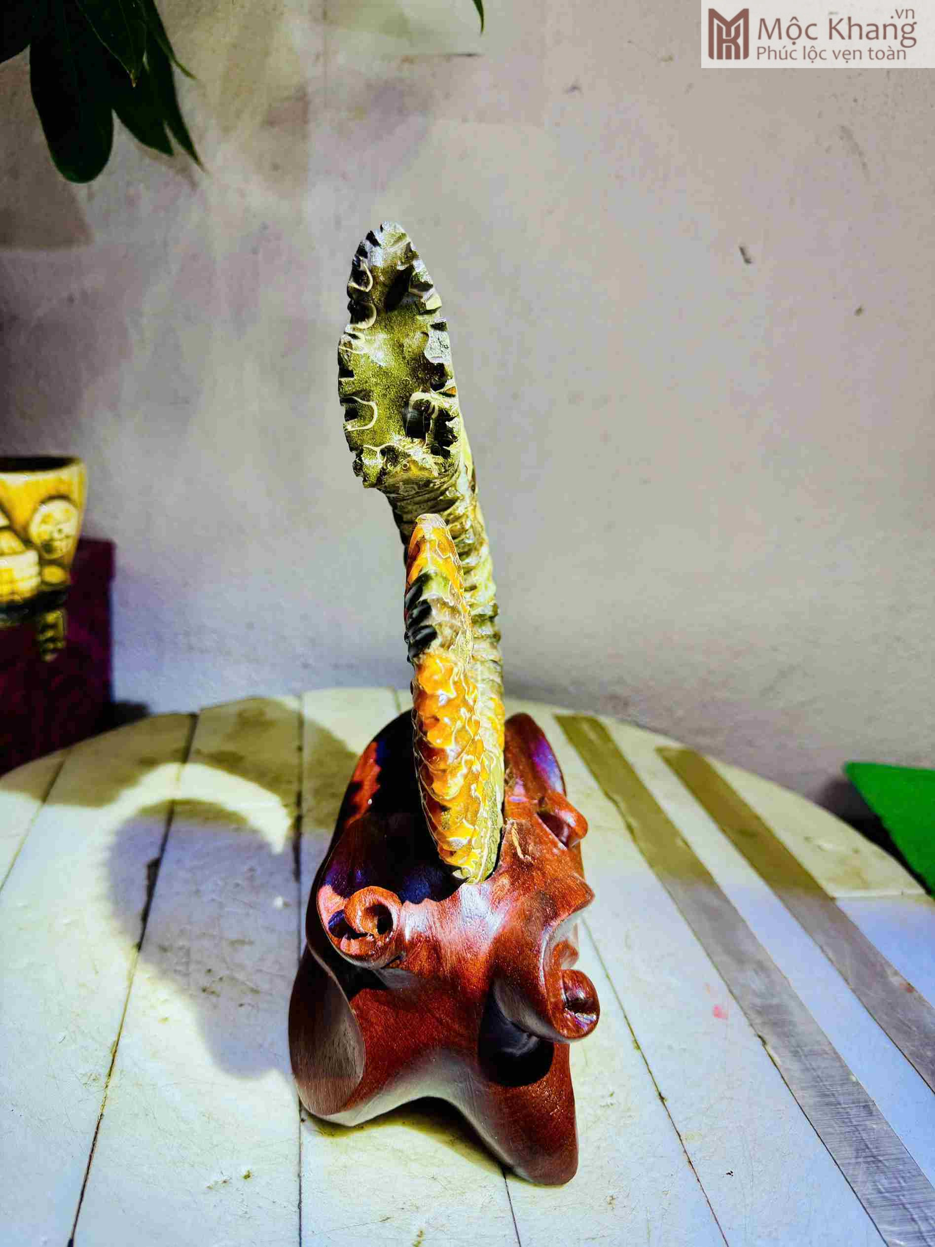 Ốc Anh Vũ Hóa Ngọc Cao 13 (cm) (5)_5 Oc Anh Vu Hoa Ngoc Cao 13 cm 5 5