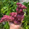 Tinh Thể Ruby Nguyên Đá Cao 18 (cm)