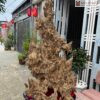 Trầm Cảnh Khánh Hòa Tự Nhiên Cao 120 (cm)