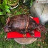 Tuong Long Quy Go Nu Trac Cao 18 cm 5 5