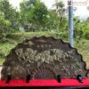 Tranh Quạt Trầm Hương Cao 50 (cm)