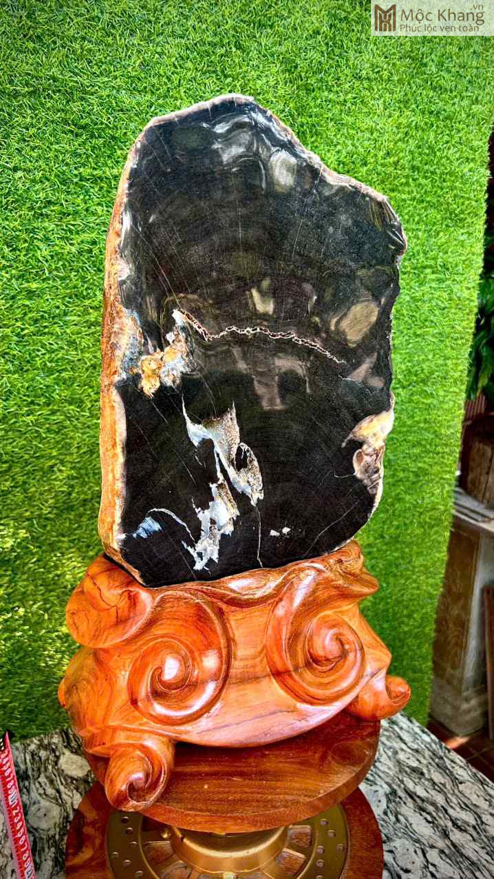 Lát Mun Đen Hóa Thạch Cao 48 (cm) (2)_2