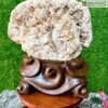 Nu Hóa Thạch Nguyên Khối Cao 35 (cm)