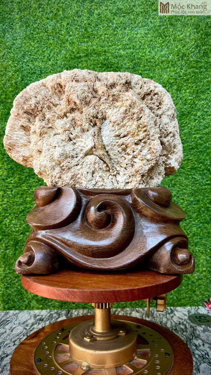 Nu Hóa Thạch Nguyên Khối Cao 35 (cm) (2)_2