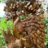 Phu The Vien Man Go Bach Xanh Cao 88 cm 5 5