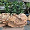 Bắp Cải Phong Thuỷ Gỗ Hương Cao 62(cm)