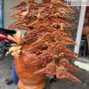 binh-tung-hac-dien-nien-go-huong-cao-83cm