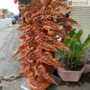binh-tung-hac-dien-nien-go-huong-cao-83cm