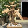 chau-du-du-go-ngoc-am-cao-110cm