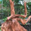Sụn Gỗ Ngọc Am Cao 75 (cm)