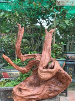 Sụn Gỗ Ngọc Am Cao 75 (cm)