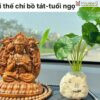 bo-8-vi-phat-ban-menh-go-bach-xanh-cao-12cm