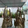 Cặp Trầm Cảnh Tự Nhiên Cao 55(cm)
