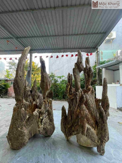 Cặp Trầm Cảnh Tự Nhiên Cao 55(cm)