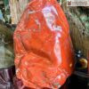 dai-canh-ngoc-bich-cao-66cm
