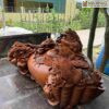 tuong-ngu-coc-tran-chum-tien-ngang-120cm