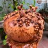 Chum Phu Quy Nho Soc Go Nu Ngoc Am Cao 47 cm 2