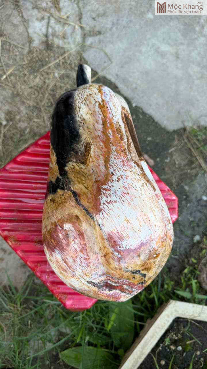 Đu Đủ Hóa Thạch Cao 36 (cm) (4)_4 Du Du Hoa Thach Cao 36 cm 4 4