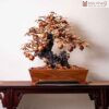 Tác Phẩm Cây Lựu Sưa Cao 76 (cm)