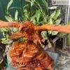 Tuong Dai Bang Go Huong Cao 45 cm 1
