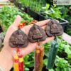 Khánh Treo Xe Trầm Sánh