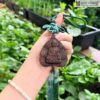 Vong Manh Tram Chim Hat 8 mm 3 3