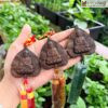 Vong Manh Tram Chim Hat 8 mm 5 5