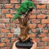 Canh Tram Kien Mix Bonsai Cao 25 cm 1