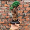 Cảnh Trầm Kiến Mix Bonsai Cao 25 (cm)