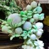 Cay Dao Truong Tho Ngoc Cam Thach Cao 23 cm 3
