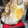 Khối Gỗ Hóa Thạch Cao 45 (cm)