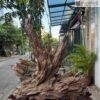 Cảnh Trầm Hương Tự Nhiên Cao 100(cm)