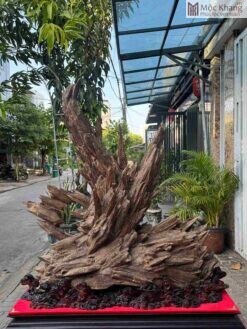Cảnh Trầm Hương Tự Nhiên Cao 100(cm)