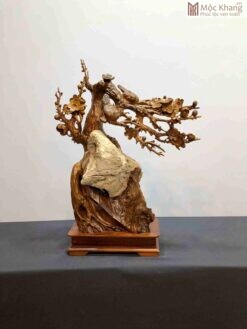 Cây Mai Bonsai Gỗ Bách Xanh Mộc Châu Cao 63(cm)