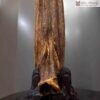 cay-tram-mat-tu-tra-my-cao-50cm