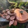 khay-tra-mit-2-tang-go-huong-ngang-60cm