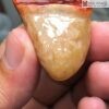 Lũa Ngọc Cẩm Thạch Cao 50,4(mm)