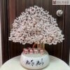 cay-kim-tien-thach-anh-cao-50cm