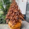 Cây Mai Gỗ Ngọc Am Cao 120(cm)