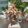 Chậu Cây Sung Gỗ Ngọc Am Cao 85(cm)