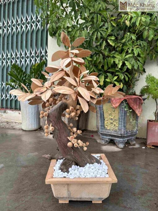 Chậu Cây Sung Gỗ Ngọc Am Cao 85(cm)