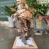 chau-cay-sung-go-ngoc-am-cao-85cm